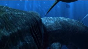 Megalodon VS Leviathan