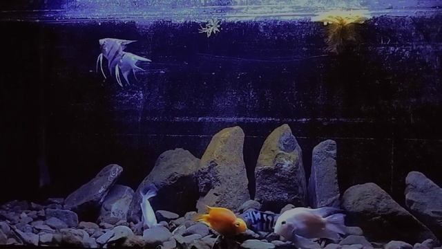 #fishkeepinghobby #parrotfishes #angelfish #mediumtank #freshwateraquarium #freshwaterfish смотреть онлайн