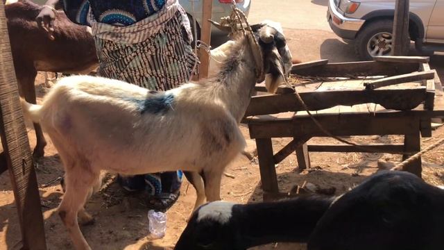 Cost of Goat and Ram in December 2020 - Kuto market Abeokuta, Ogun state Nigeria смотреть онлайн