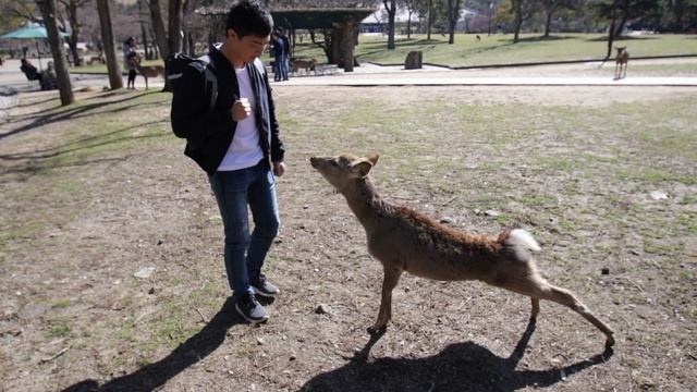 [Osaka Kyoto Nara Kobe] Japan Vlog - I LOST MY TRANSPORT CARD TWICE смотреть онлайн