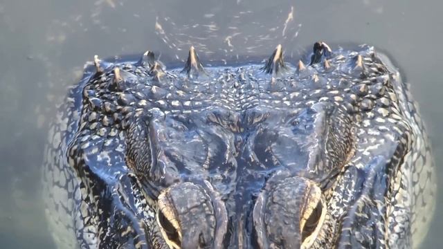 Alligator Hilton Head Island смотреть онлайн