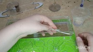 уборка у муравьев жнецов 🐜🐜🐜 #муравьи #муравьинаяферма