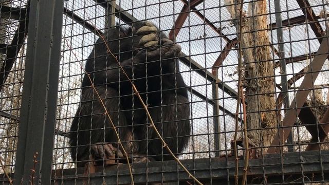 Шимпанзе недоволен, что не получил гостинцев! Тайган The Chimpanzee Is Not Happy! Taigan