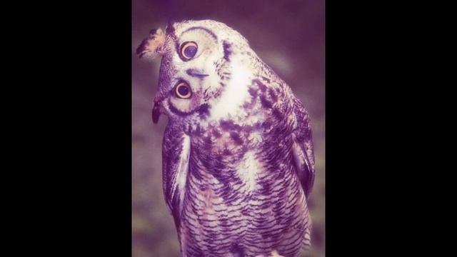 Дикие и домашние смотреть онлайн
