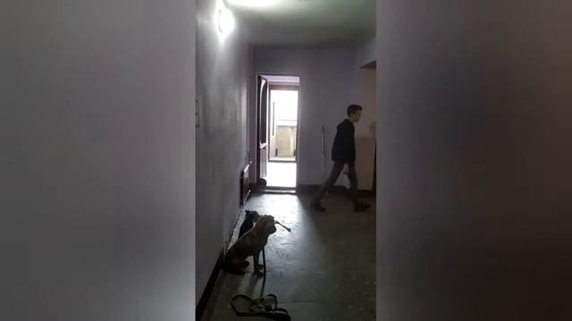 Отзыв. Стационарная дрессировка. Тоша | Радик Аксанов смотреть онлайн