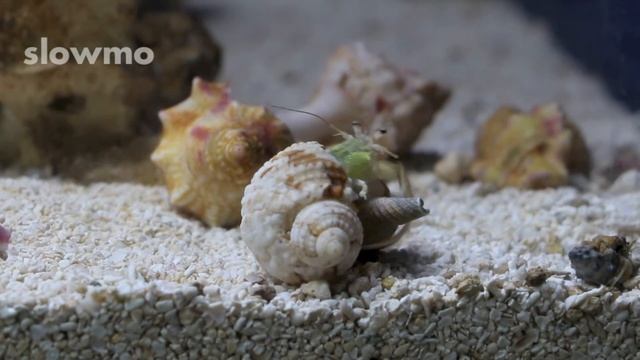 Shell swapping hermit crab смотреть онлайн