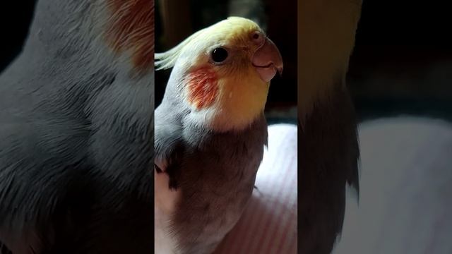 отобрали гаджет у ребенка🥴 смотреть онлайн