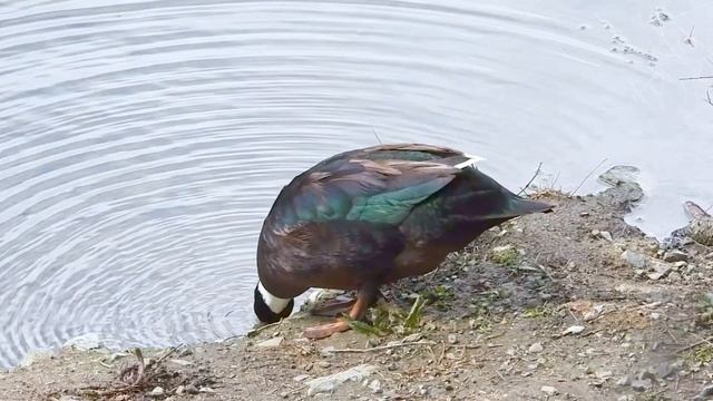Mallard × Muscovy Duck, Гибрид Кряквы И Мускусной Утки, Anas platyrhynchos × Cairina moschata смотреть онлайн