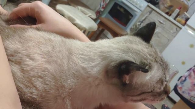 Кот кайфует смотреть онлайн