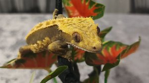 Реснитчатый бананоед,геккон.