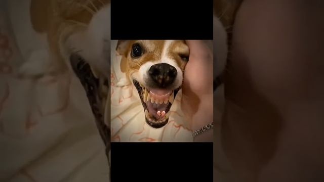 #мем #meme #dog #мемы #собака #мистербомбастик #boombastic смотреть онлайн