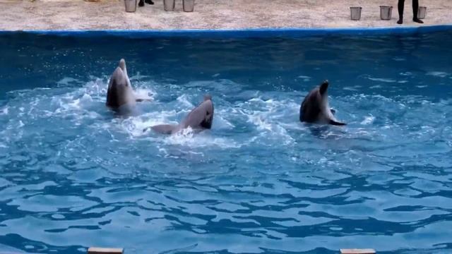 Dolphin video/ Therapy For Sleeping/Healing/Relaxing/calming/Study/Meditation. смотреть онлайн