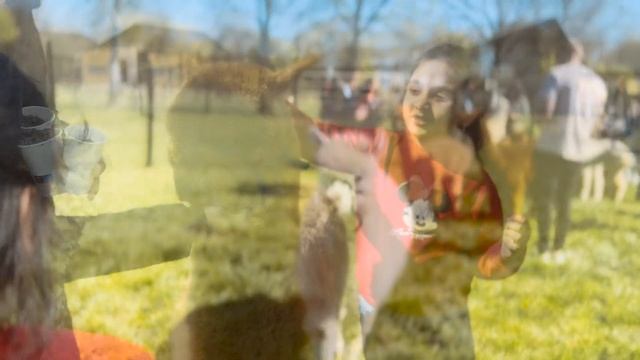 Weekend fun with Alpaca смотреть онлайн