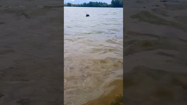 #carpfishing #fishing #bigfish #fishingvideo #fish #womenfishing #bait #shorts смотреть онлайн