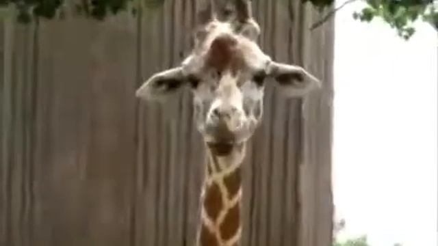 Giraffe chewing Funny giraffe eating смотреть онлайн