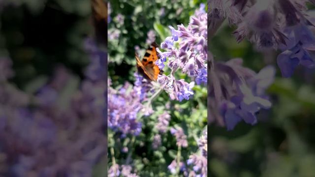 БАБОЧКА (Aglais urticae) 09.06.2023г смотреть онлайн