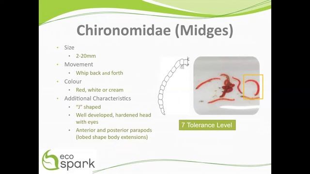 Midges (Chironomidae) Key ID Features смотреть онлайн