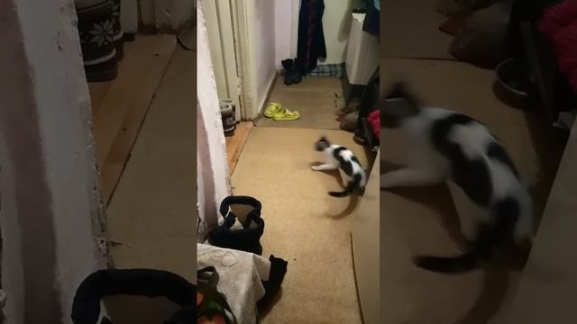 у мейкуна музы поехала крыша #майкун #муза #крыша #кошка #кени#котенок #кошечка #котейка #домашние смотреть онлайн