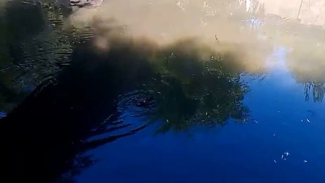 Кормим уточек | Feeding the ducks смотреть онлайн