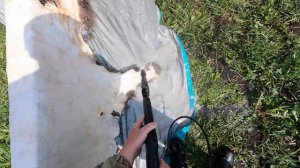 Стирка шкуры медведя после мездрения 2 часть