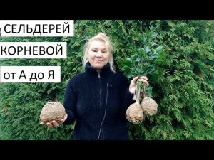 Сельдерей корневой от А до Я в природном земледелии.
