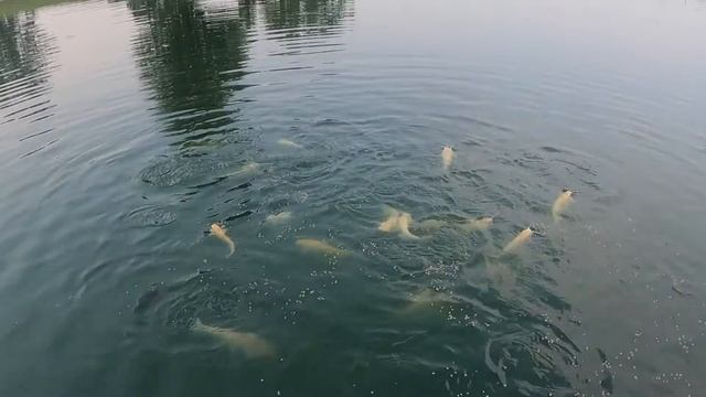 Channel Catfish Growth Rate in one year. AMAZING!! смотреть онлайн