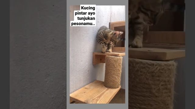 Kucing bengal pintar ayo tunjukkan pesonamu... #kucinglucu #shorts смотреть онлайн