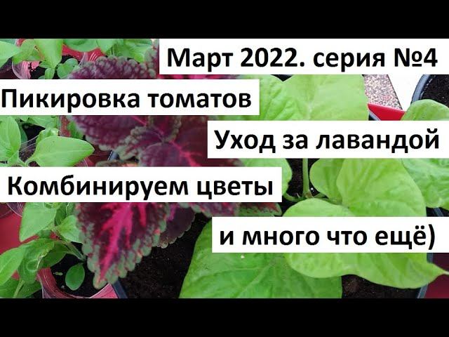 Март 2022 серия №4. Пикировка томатов. Уход за рассадой. смотреть онлайн