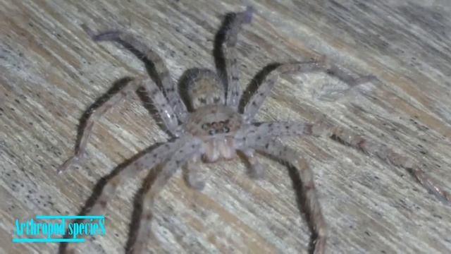 Arachnida Species - Giant Crab Spiders | Huntsman Spider (Heteropoda venatoria) | Baby Spider смотреть онлайн