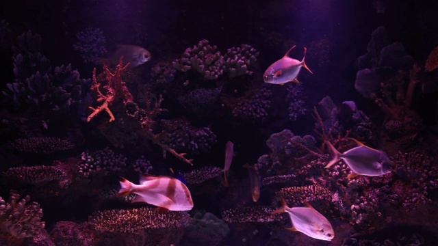 🐟 4K aquarium video ultra hd and calming music | 2 hours 🐟 смотреть онлайн