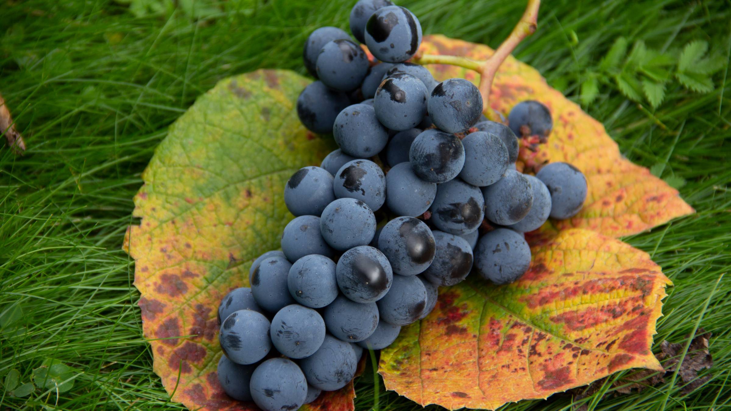 Кроме Изабеллы ничего не растет!? 3 альтернативы Изабелле Альфе смотреть онлайн