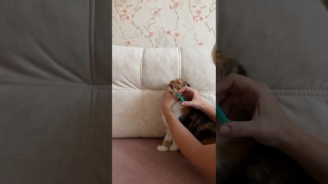 У кошки облез хвост 😱витамины для хвоста 👌 смотреть онлайн