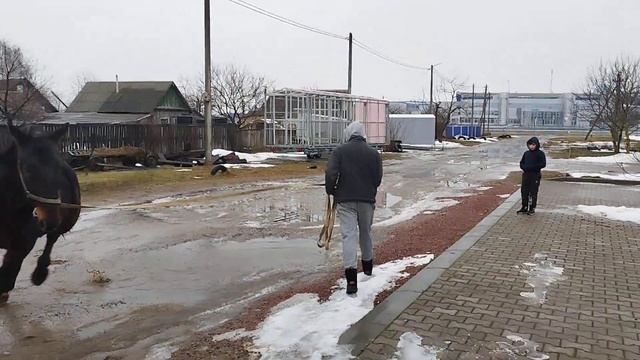 ЦЫГАНСКИЕ ЛОШАДИ🐎 ЖЕРЕБЕЦ ОРЛОВСКИЙ РЫСАК смотреть онлайн