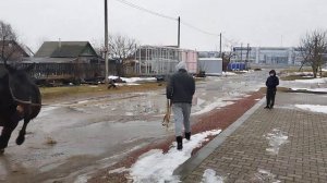 ЦЫГАНСКИЕ ЛОШАДИ🐎 ЖЕРЕБЕЦ ОРЛОВСКИЙ РЫСАК