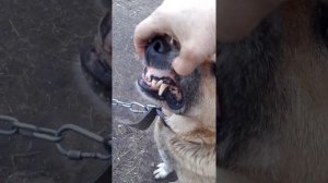 не пускаем кур к соседям