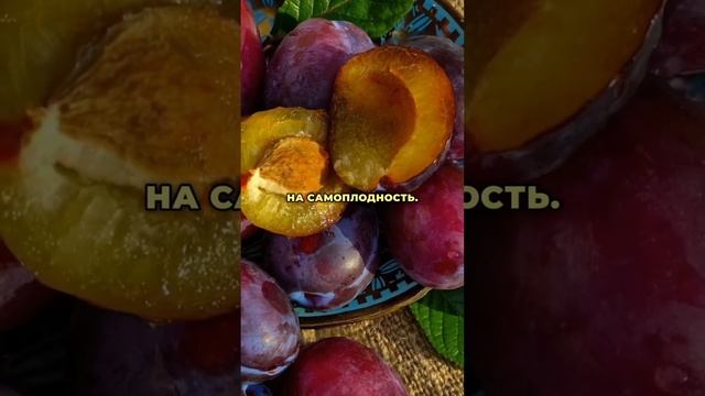 Как повысить урожайность вишни, сливы, черешни? Секреты ухода и высокого урожая. #landscapedesign смотреть онлайн