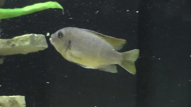 Noske 's Labidochromis Hongi Red Top Mbuna. смотреть онлайн