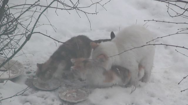 КОШАЧЬЯ СВАДЬБА))ЖЕНИХ КОТ СОРВАЛСЯ))Столы накрыты смотреть онлайн