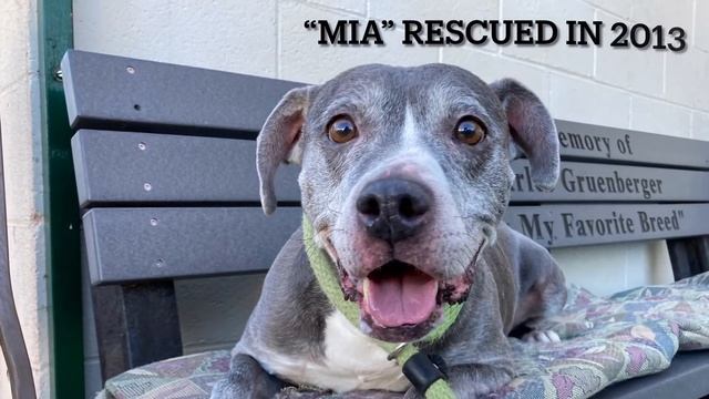 **ADOPTED** Pet Adoption Fund - Rescue & Adoption Center, Los Angeles смотреть онлайн