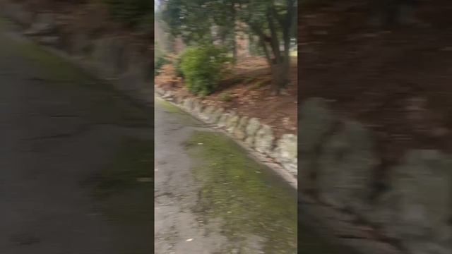 Ялта 💖💖💖 Прогулка по Ливадийскому парку🦮 смотреть онлайн