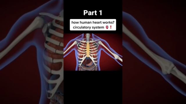 How Human Heart works | Circulatory System #foryou #medicalstudent #heart #climaxworld7609 смотреть онлайн