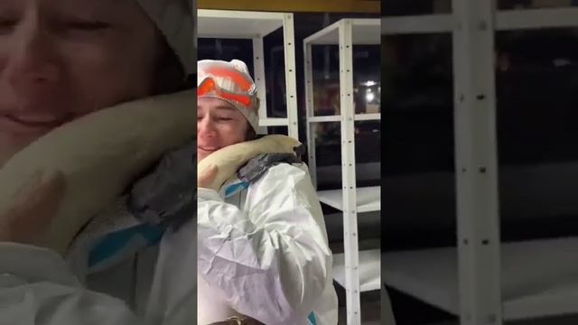 В Анапе лебедь благодарит девушку - волонтёра за его спасение ❤️❤️ смотреть онлайн