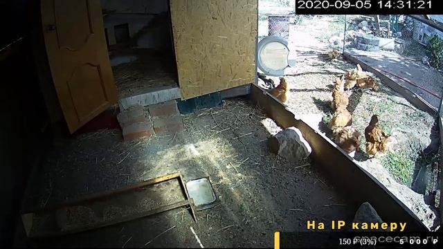 Курятник Онлайн \ Chicken Coop Online смотреть онлайн