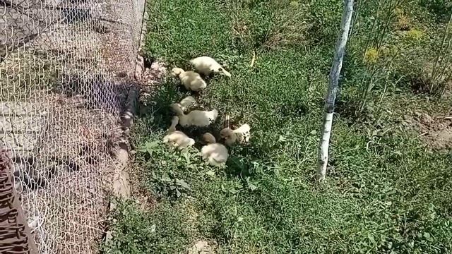 Чтобы не было расклева цыплят при объединении старших с младшими 🐤🐤🐤 смотреть онлайн