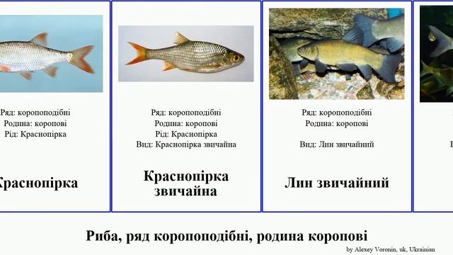 Риба, ряд коропоподібні, родина коропові звичайний звичайна барбус пічкур-білопер карась мересниця смотреть онлайн