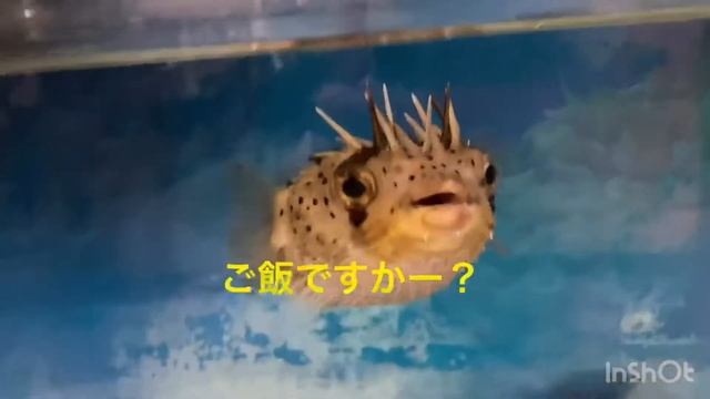 袋にビックリ！激おこ！ハリセンボン！balloonfish gets angry! смотреть онлайн