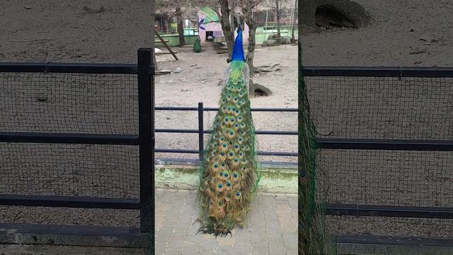 Весенний крик павлина смотреть онлайн