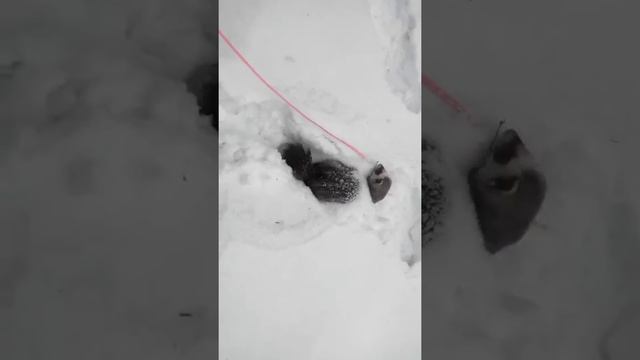 Харек в снегу смотреть онлайн