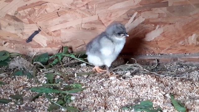 Цыплята марана и клуша.... смотреть онлайн