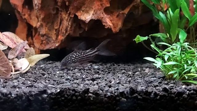 Corydoras Napoensis Group